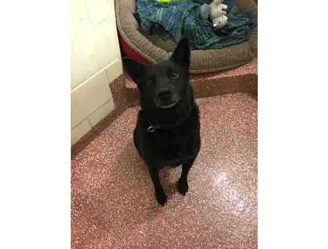 Help The NHSPCA Care For A Dog