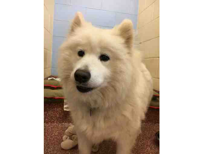 Help The NHSPCA Care For A Dog