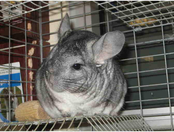 Help The NHSPCA Care For A Small Animal