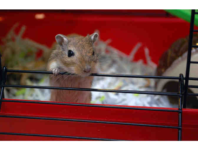 Help The NHSPCA Care For A Small Animal