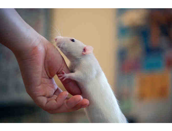 Help The NHSPCA Care For A Small Animal