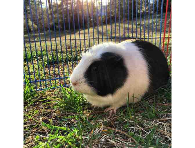 Help The NHSPCA Care For A Small Animal