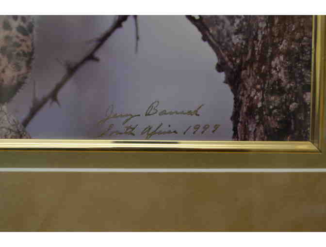 Framed Photo Of A Leopard Taken In South Africa