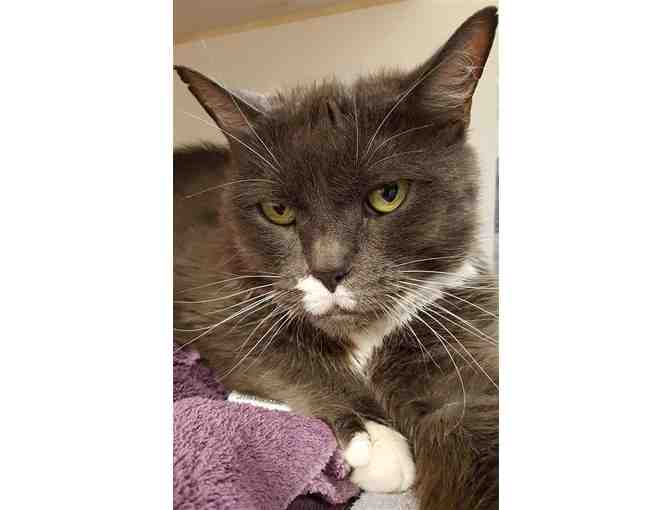 Help the NHSPCA Care for a Cat