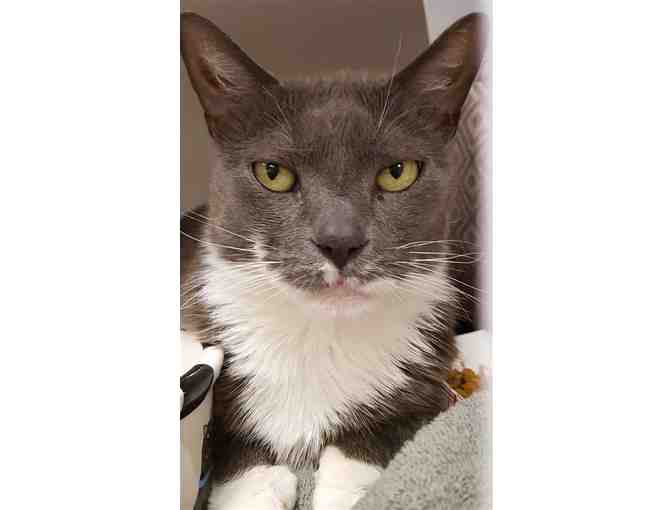 Help the NHSPCA Care for a Cat