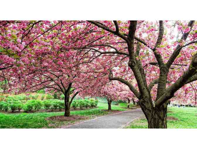 Brooklyn Botanic Garden