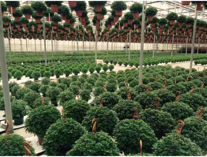 Wentworth Greenhouses Gift Card