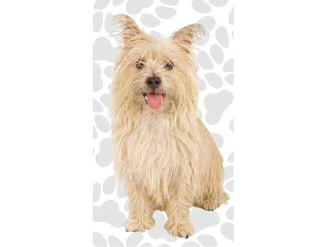 Cairn Terrier Fun Flags