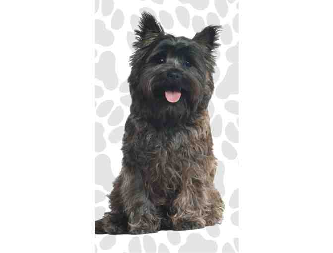 Cairn Terrier Fun Flags