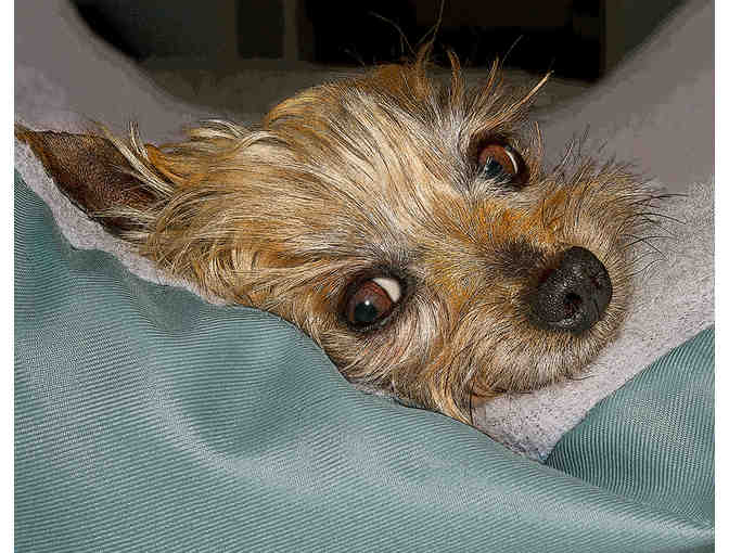 Asher's Dream Photograph