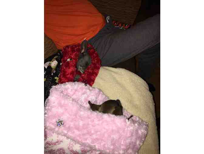 Convertible Pet Carrier- Custom Made