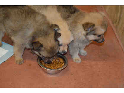 Fund A Need - Feed a Puppy Mill Survivor for a Month