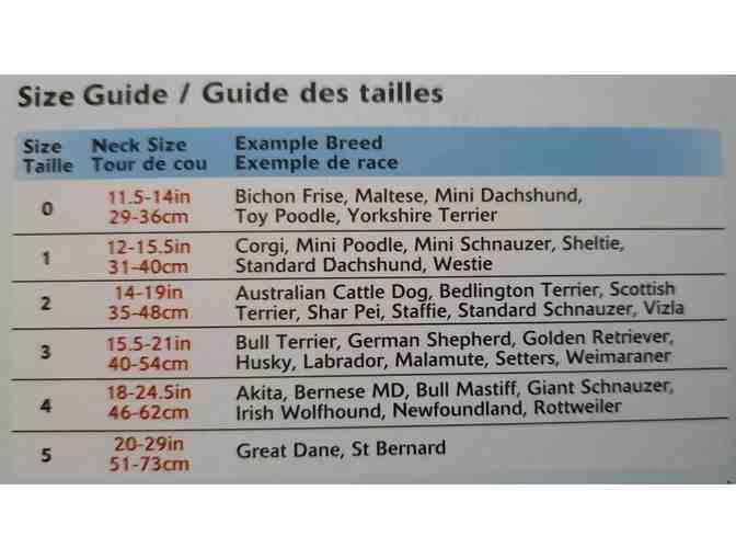 Halti no pull collar and training lead