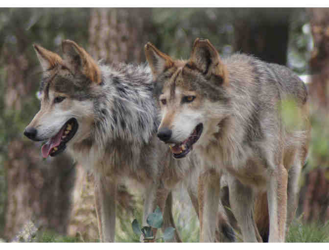 Experience the Colorado Wolf and Wildlife Sanctuary