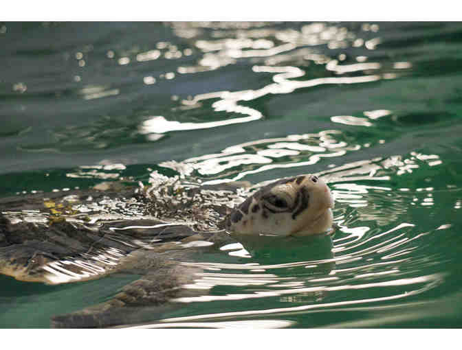 Name a Sea Turtle! And help to triage and stabilize it for 2 weeks. (Fund-A-Need)