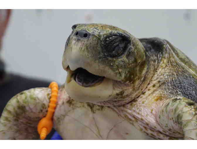 Name a Sea Turtle! And help to triage and stabilize it for 2 weeks. (Fund-A-Need)