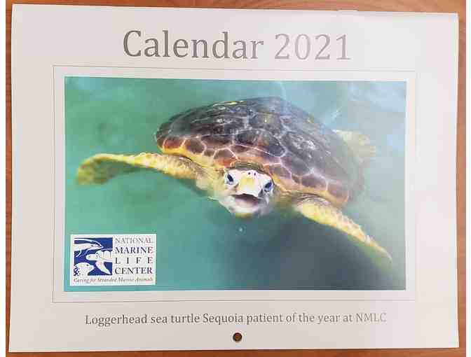National Marine Life Center's 2021 Calendar
