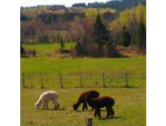 Male and Female Hardy Kiwi Vine