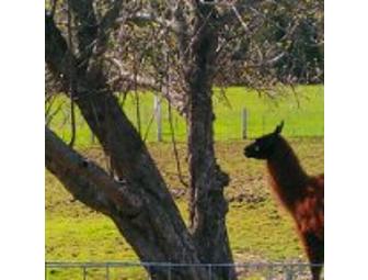 Male and Female Hardy Kiwi Vine