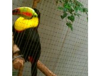 Organic Potted Raspberry Plants