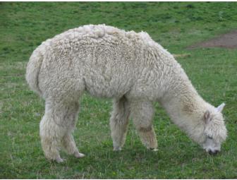 Alpaca Hat from SandBhreagh Farm