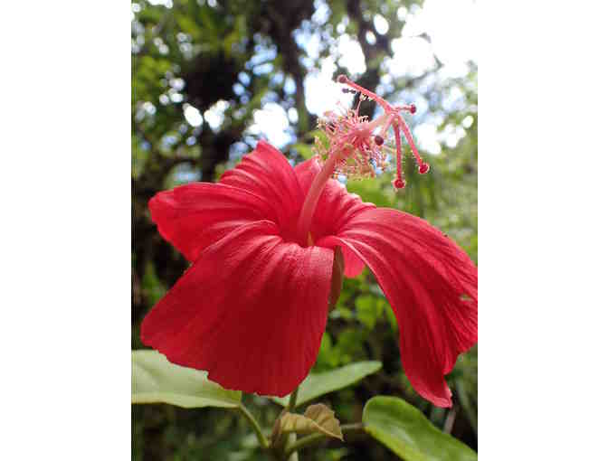 Hibiscus kokio ssp kokio Plant