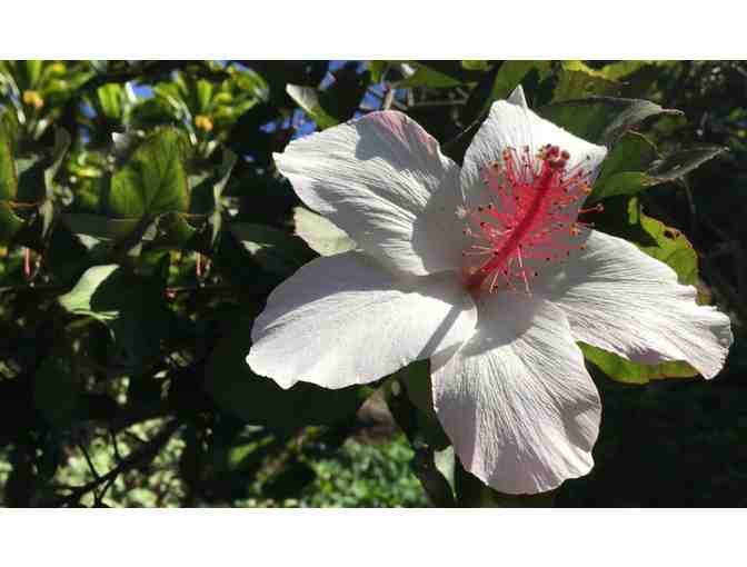 Hibiscus waimeae ssp hannarae Plant