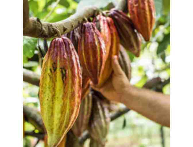 Private Farm Tour and Chocolate Tasting for two