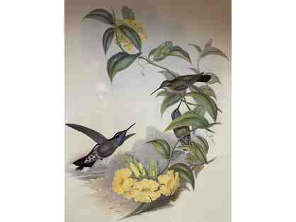 John Gould Lithograph - DELATTRIA CLEMEUCIAE, Blue throated Cazuque, Plate 60