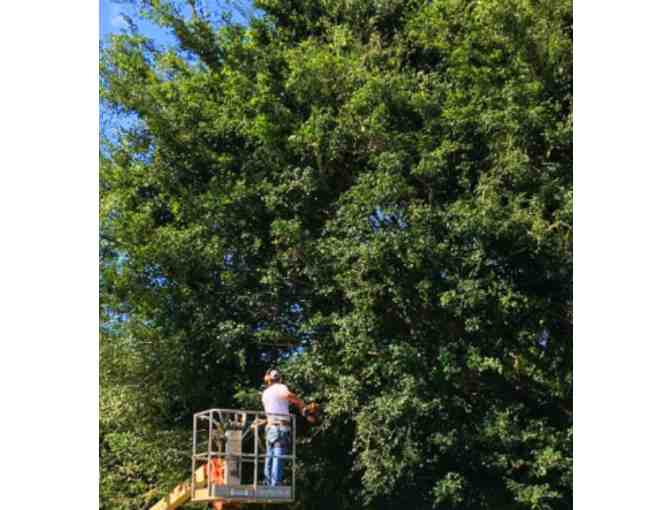 One Hour Landscape Consultation on Kauai