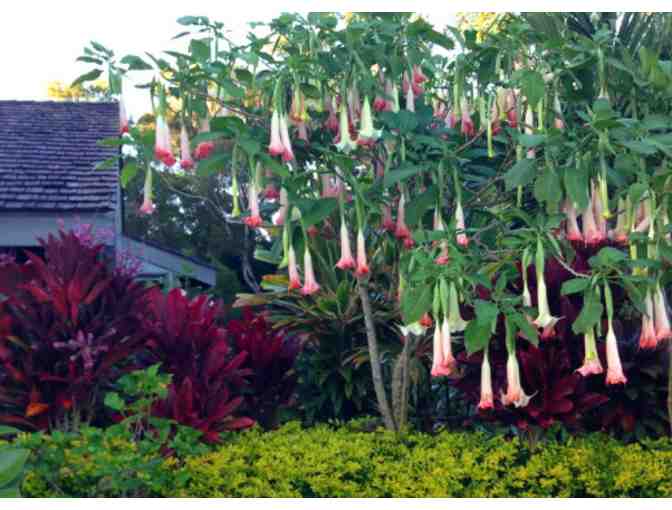 One Hour Landscape Consultation on Kauai