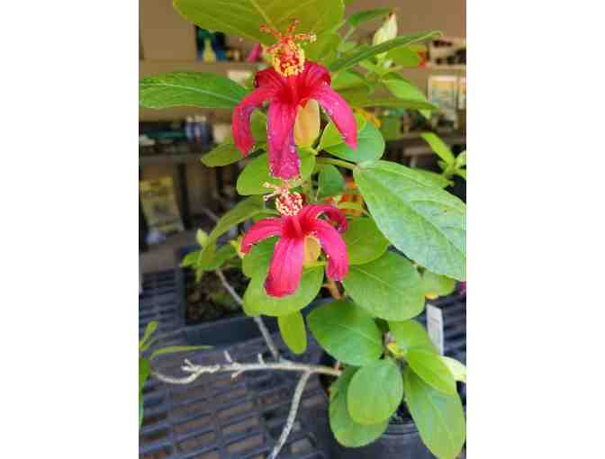 One Hour Landscape Consultation on Kauai