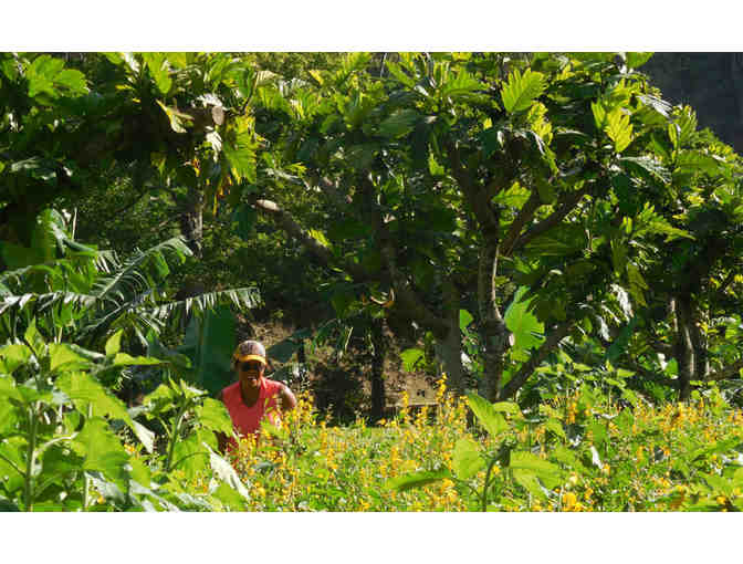 Regenerative Organic Breadfruit Agroforest Tour and picnic for up to 6