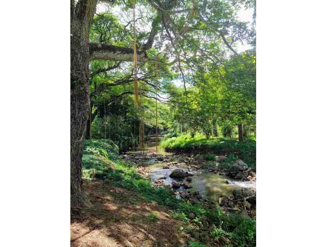 Exclusive Garden Picnic Adventure for up to 8