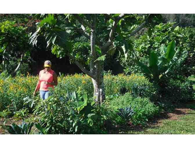 Regenerative Organic Breadfruit Agroforest Tour and picnic for up to 6