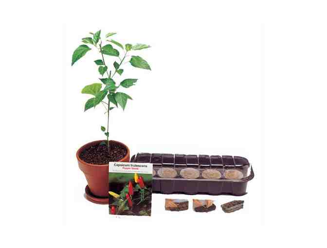 Tabasco Garden and Kitchen Set