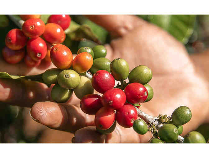 Private Kauai Coffee Estate Tour for 4 and $50 Gift certificate