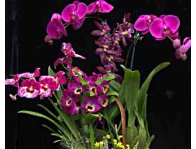 $50 Gift card for Orchid Alley Kauai