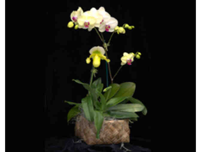 $50 Gift card for Orchid Alley Kauai