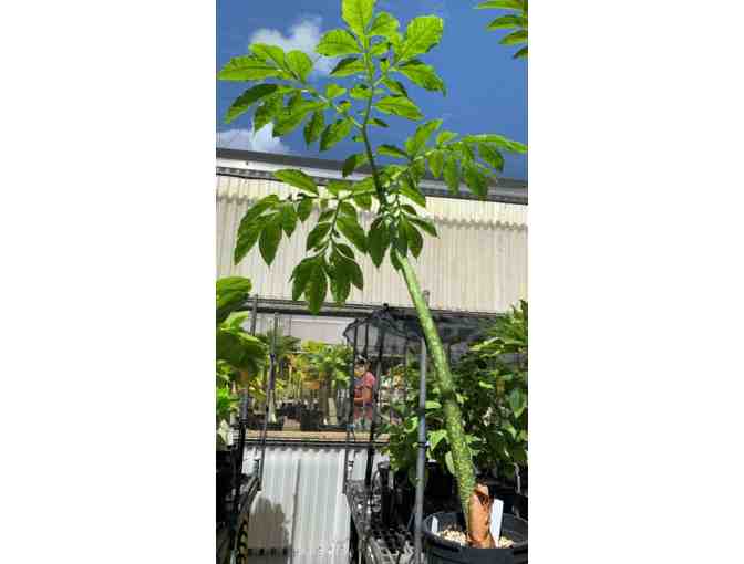Amorphophallus titanum