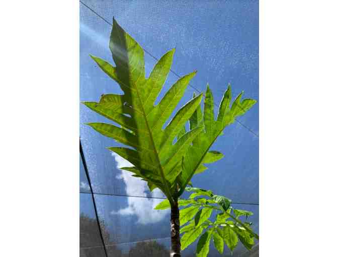 Artocarpus altilis - Breadfruit