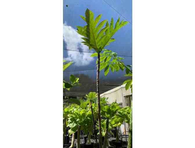 Artocarpus altilis - Breadfruit