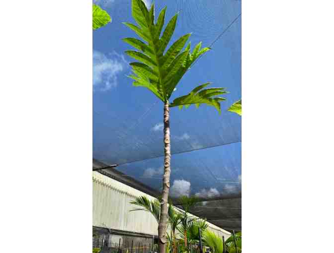 Artocarpus altilis - Breadfruit