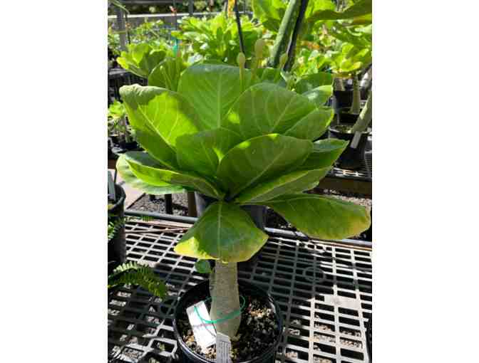 Brighamia insignis