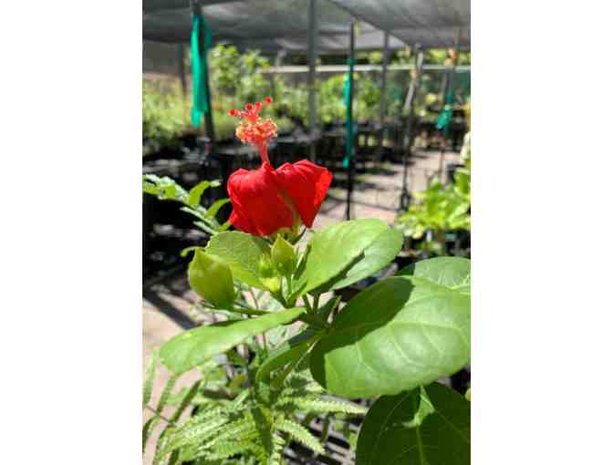 Hibiscus kokio subsp. kokio