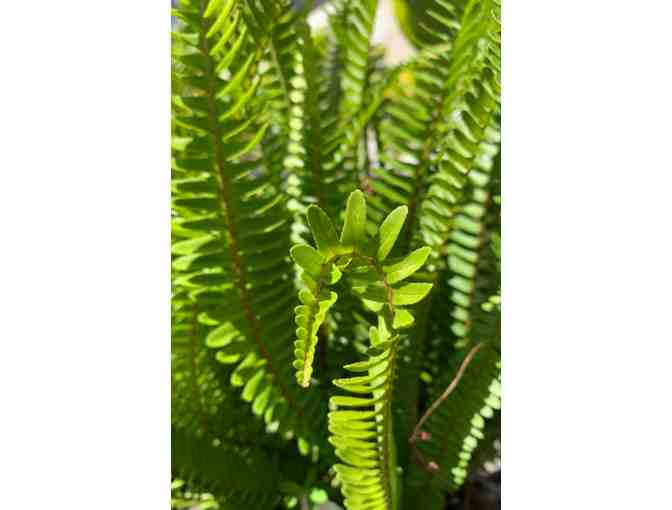 Nephrolepis cordifolia