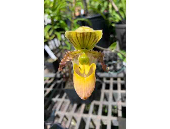 Paphiopedilum hybrid 'Honey Album'