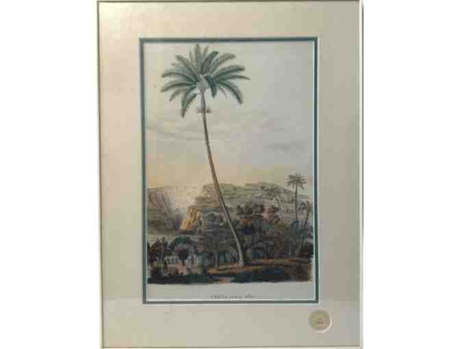Framed Palm Prints from Royal Botanical Gardens, Kew