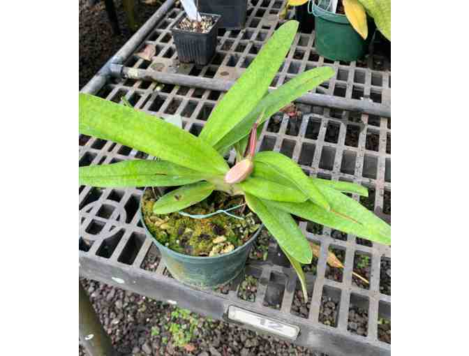 Paphiopedilum hybrid 'Deli Saint'