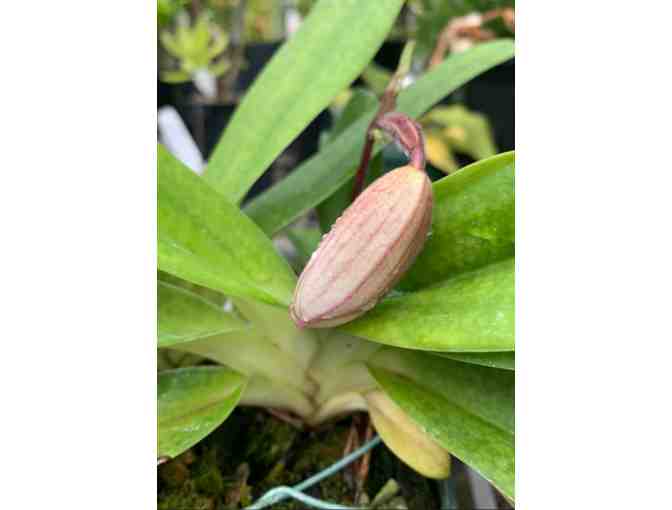 Paphiopedilum hybrid 'Deli Saint'